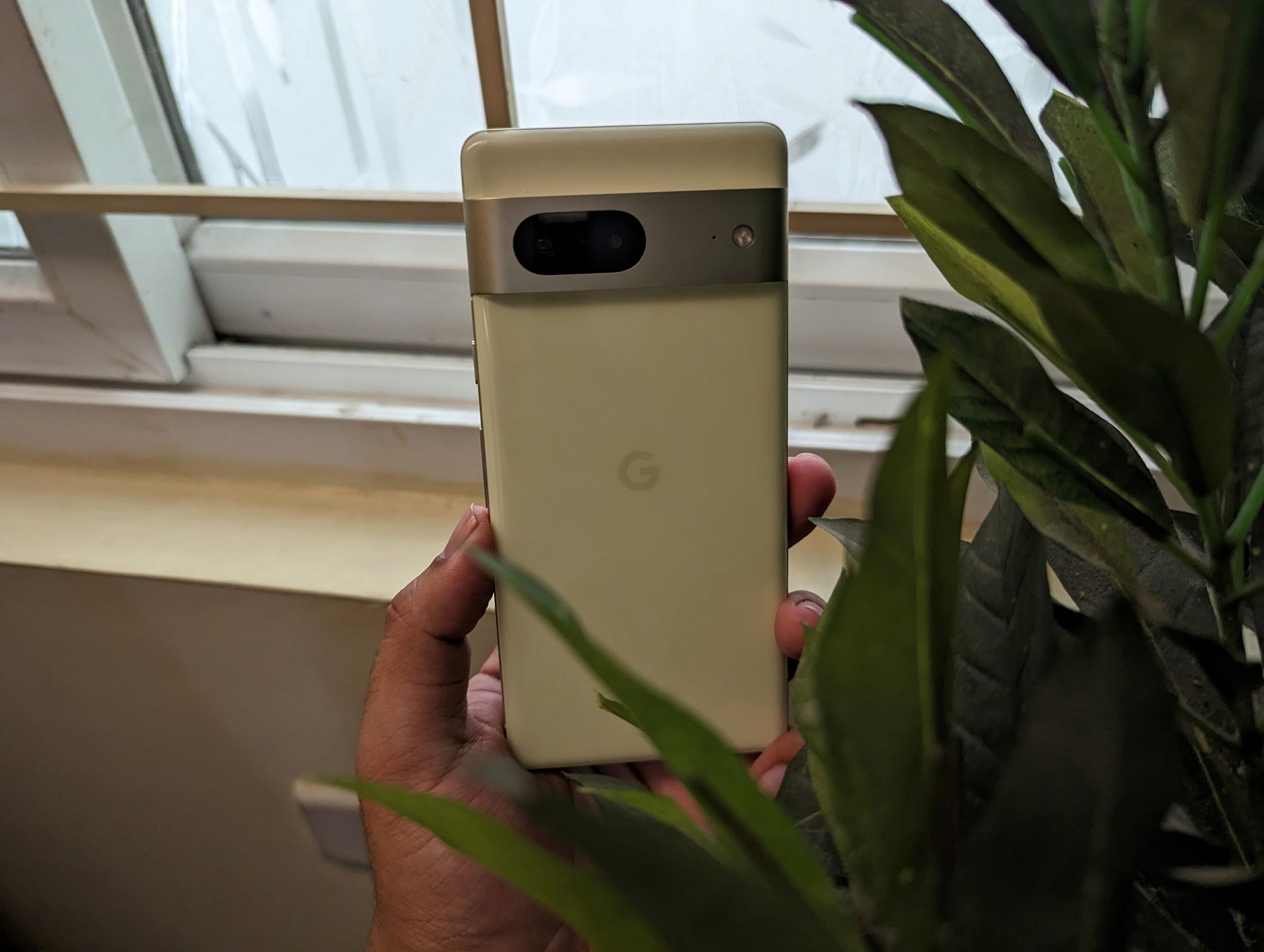 Google Pixel 7 Lemongrass colour against indoor plant.
