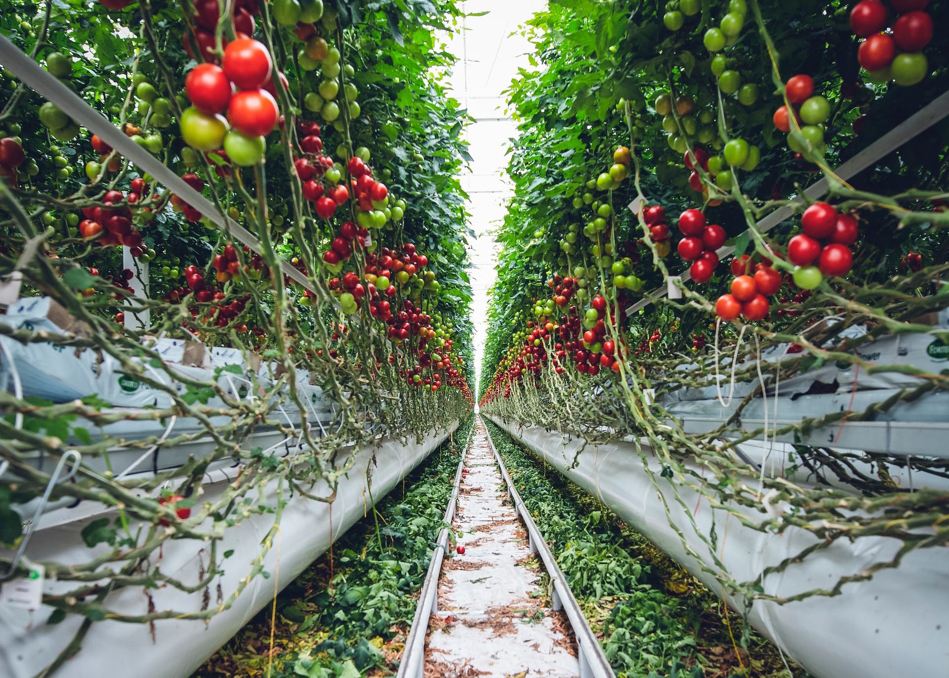 Vertical indoor farming of tomatoes.