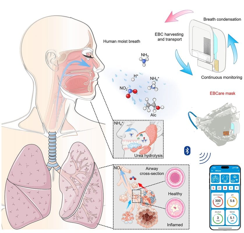 Breathing, lung, and mask schematic