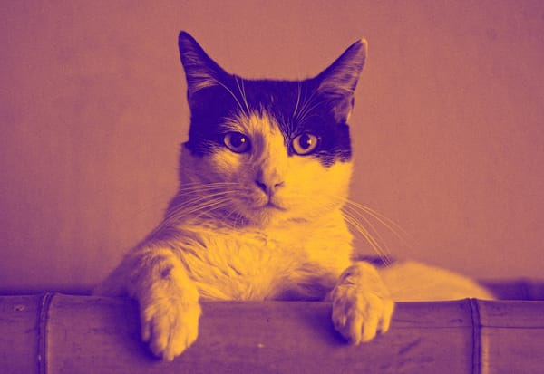 Cat staring at a camera